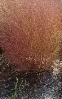 جارومحلی دسته ای بلند