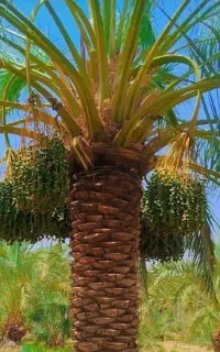 درخت بند ماهر خاستی خبر بده باتشکر