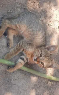 گربه خانگی با سه عدد بچه گربه
