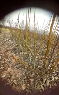 ۷۹'گردو' چندلر