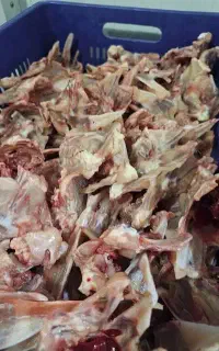 اسکلت مرغ موجود