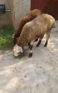 بره نر پای پروار