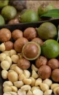 نهال فندق ماکادمیا مناسب برای هوای گرم مرطوب