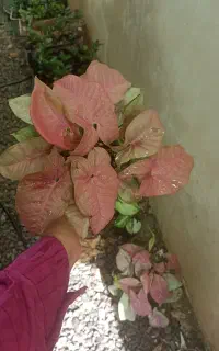 سینگونیوم دو بوته بسیار خوش رنگ