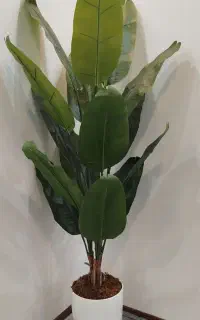 درختچه موز
