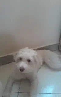 سگ گم شده