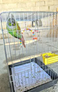 طوطی گرینچیک