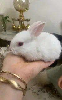 خرگوش ملوس