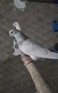 کبوتر کله دار