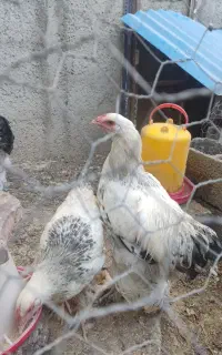 5عدد خروس برهما زیبا و درشت هیکل