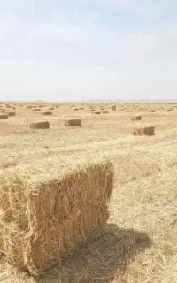 پرس کاه