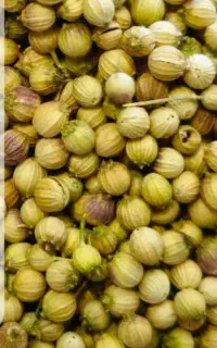 خرید گشنیز
