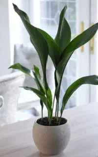 طراحی و مشاوره فضای سبز و گیاهان