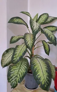 گل دیفن باخیا