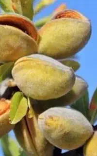 اگه محصول پربازده می‌خواهی شماره تماس بزارین
