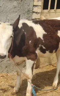ماده سیمینتال