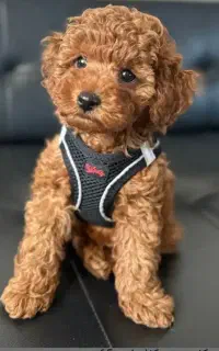 توی پودل ۳ ماهه پسر صدرصداصیل،پدرو مادر هردو پودل