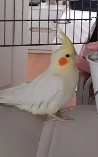 عروس هلندی لوتینو