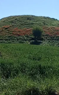 گندم بذری ده دشت