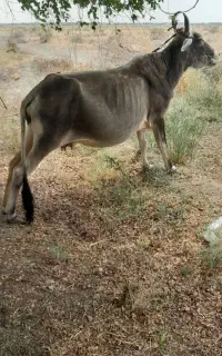 گاو سرحال