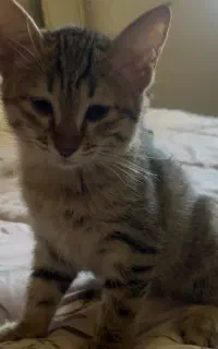 بچه گربه