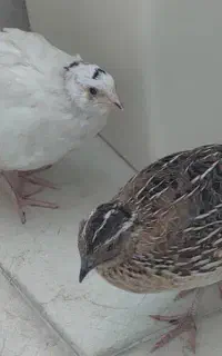 یک‌جفت‌ بلدرچین‌ سالم و سرحال