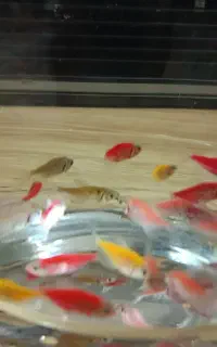 کالر ، گوپی ، زبرا