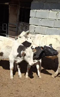 سه راس گوساله نر سیکنتال