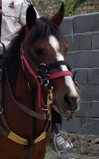 اسب مادیان چهار ساله آرام