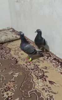 سبز شاپر ،مگسی شاپر سفید