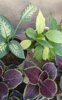 گل  وگیاه طبیعی