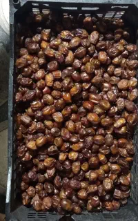خرمای خاصو کارتن 5 کیلویی خرما خاصو