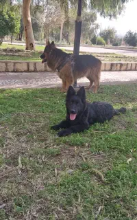 سگ ژرمن بلک ماده شولاین
