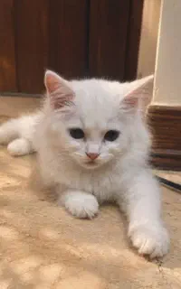 گربه پرشین کلاسیک سفید نژاد خاص مثل گربه بریتیش
