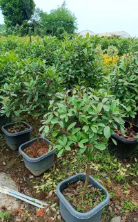 تولید و عرضه انواع گل و گیاه