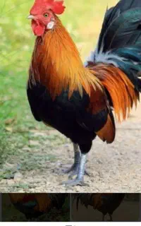 خرید وفروش مرغ و خروس غاز واردک