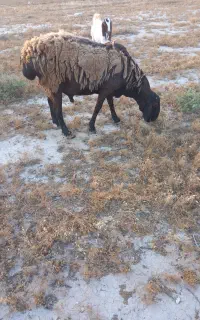 قوچ چینی فروشی