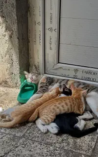 واگذاری 2 عدد گربه