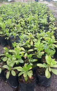 پیتسپروم نایلکسی