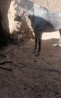 مادیان کورد