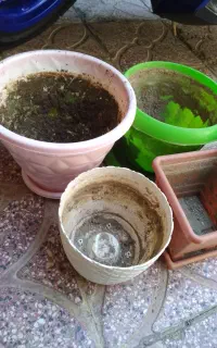 گلدان‌پلاستیکی‌سالم
