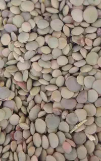 عدس وگاودانه تمیز