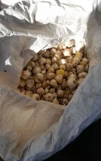 موسیر معاوضه با زعفران هم دارم