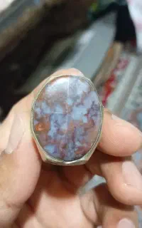 شجر دریای قدیمی اصلی
