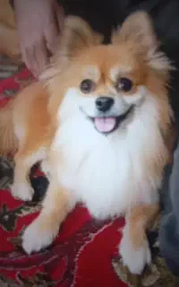 یه سک نژاد دار برای جفت گیری