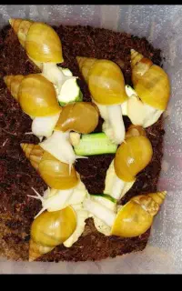 حلزون تراپی پوست