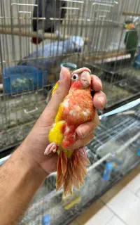 طوطی گرینچیک دونخور و نرم‌خور