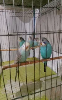 مرغ عشق