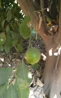 اجاره باغ لیمو پر وپرتقال