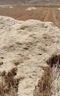 کاه گندم